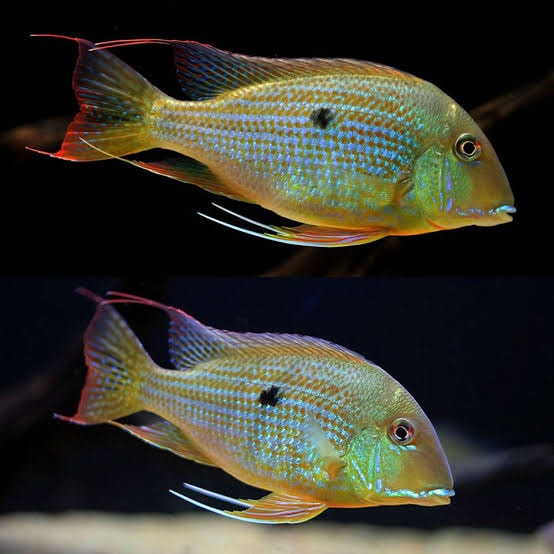 Geophagus Antifrons