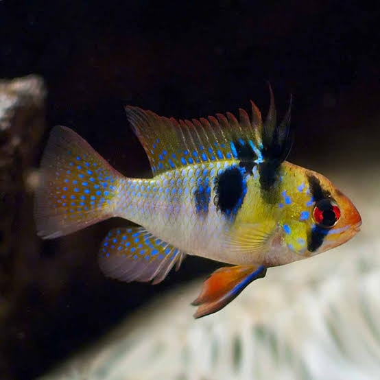 German Blue Ramerezi