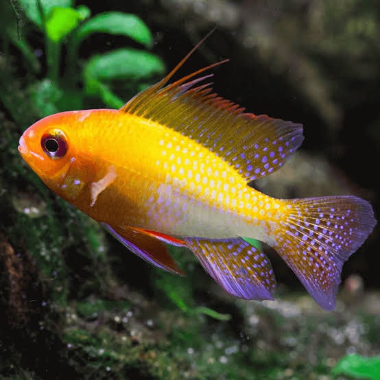 German Gold Ramerezi