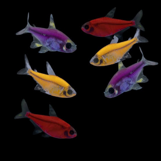 GMO Priscilla Tetra