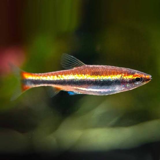 Golden Beckford's Pencil Fish