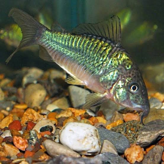 Green Brochis Corydoras