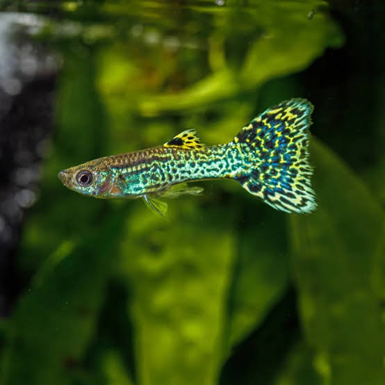 Green Cobra Guppy
