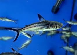 Hi-Fin Pangasius