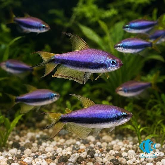 Kerri Tetra