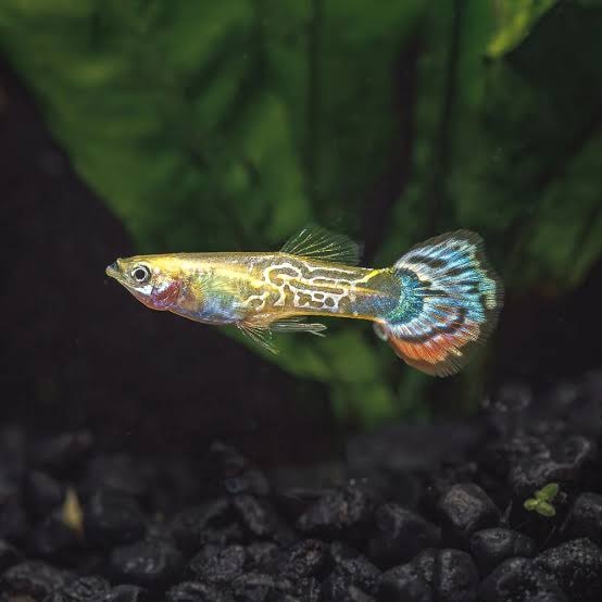 Luminous Cobra Guppy