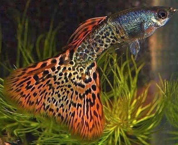 Moscow Mosaic Guppy