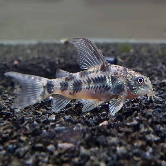 Pepper Corydoras
