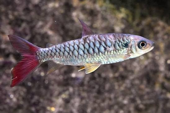 Pink-Tailed Characin