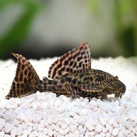 Plecostomus