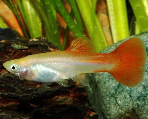 Red Blonde Guppy