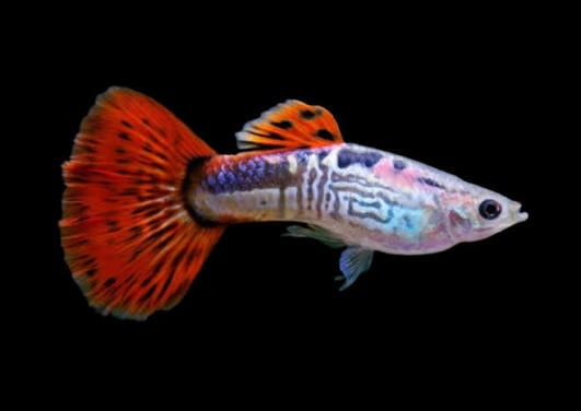 Red Cobra Guppy