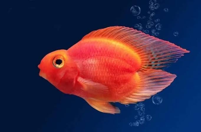 Red Parrot Fish