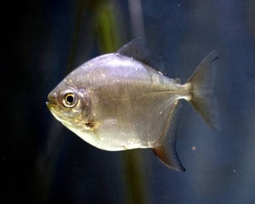 Silver Dollar Tetra