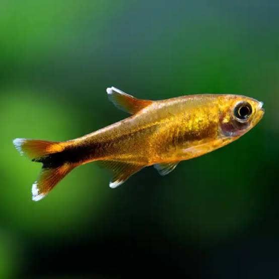 Silvertip Tetra