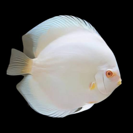 Snow White Discus