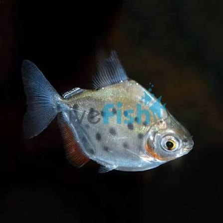 Spotted Silver Dollar Tetra