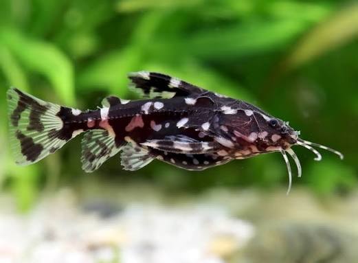 Spotted Talking Catfish