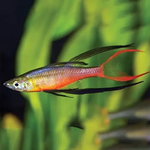 Threadfin Rainbow