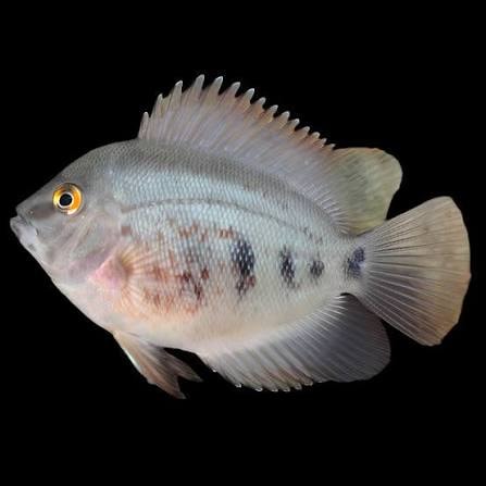 Uaru Cichlid