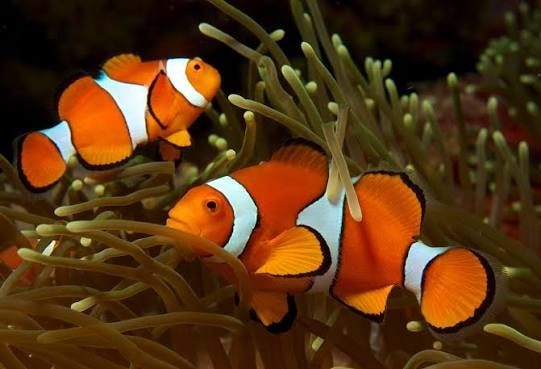 Wild Caught Clown Fish