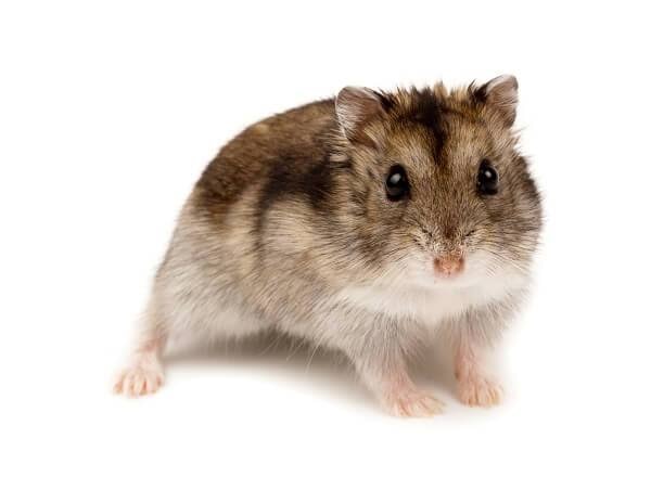 Hamster — Dwarf