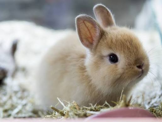Rabbit