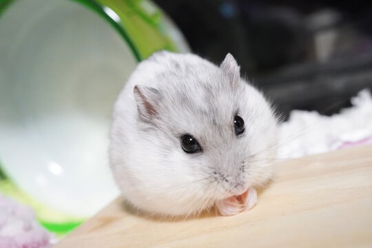 Hamster — Siberian