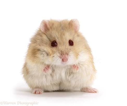 Small Mammals